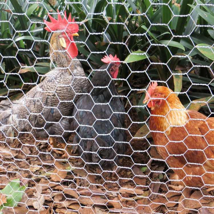 Electric Chicken Fence  Electric Poultry Netting – Farmer Little